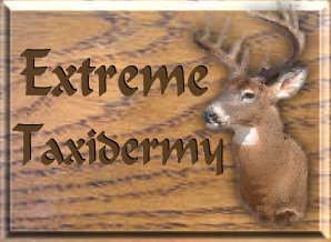 Extreme Taxidermy